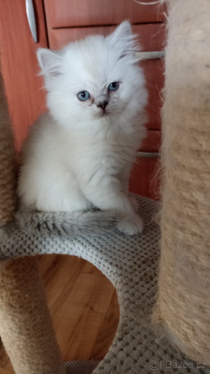 Britský kocourek s PP - 4