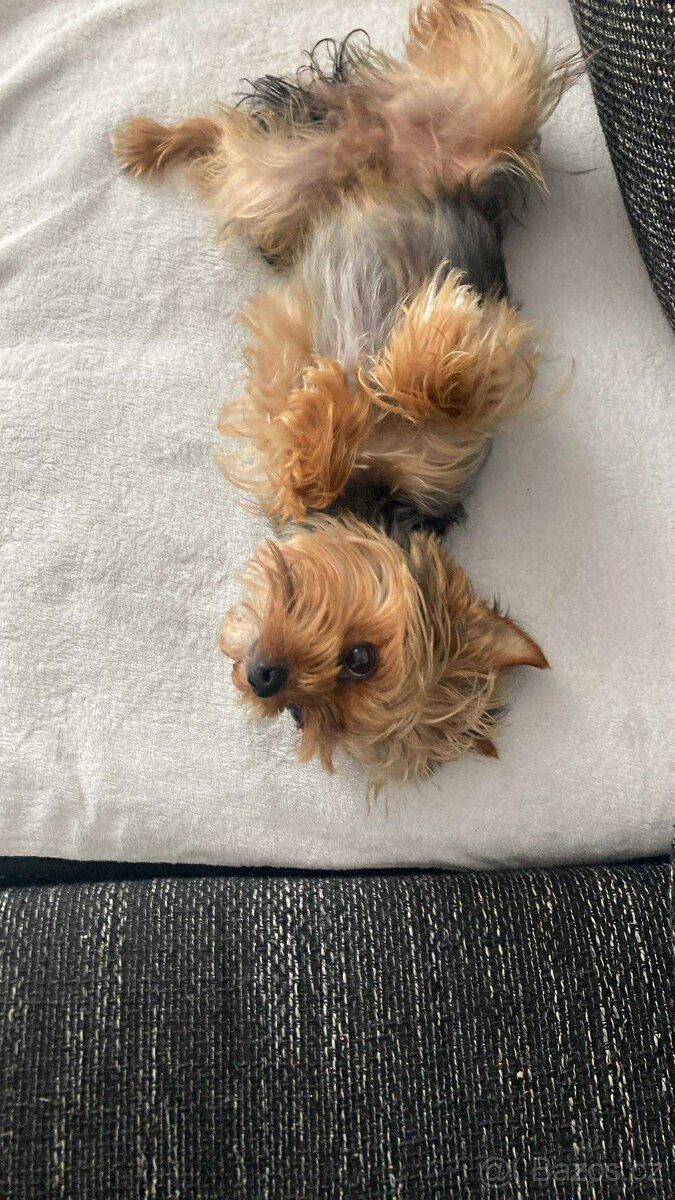 Jorkšírský teriér - 4