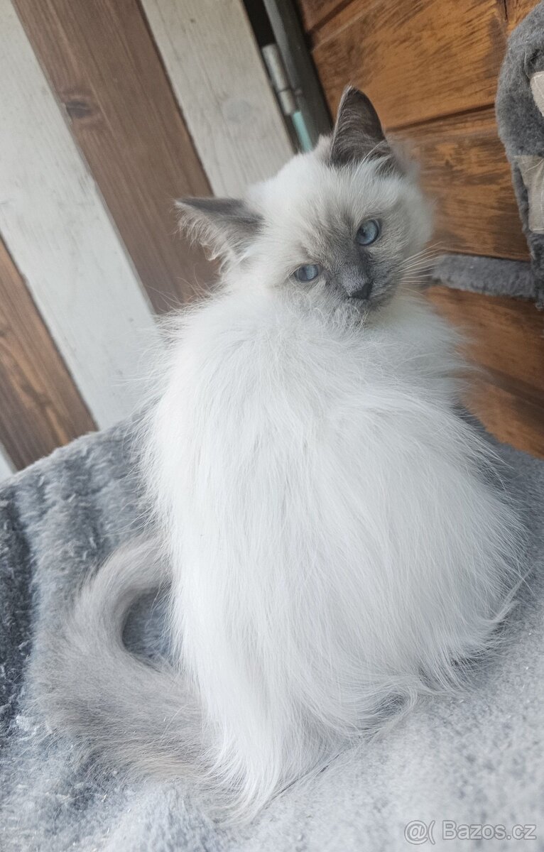 Sibiřská kočka něvská maškaráda - 4