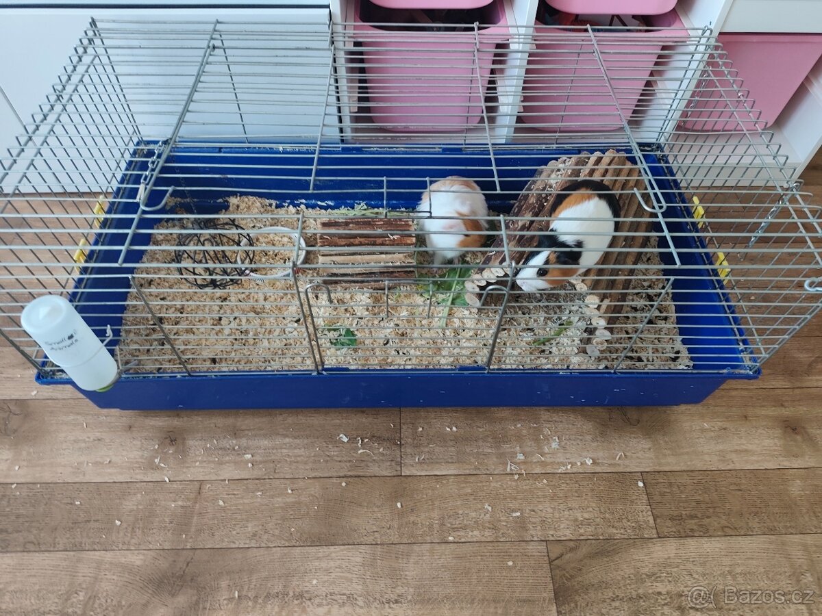 Daruji morčata do dobrých rukou - 4