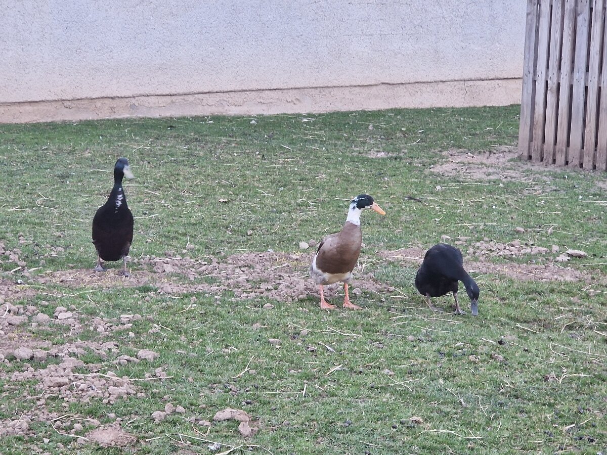 Indický běžec - 4