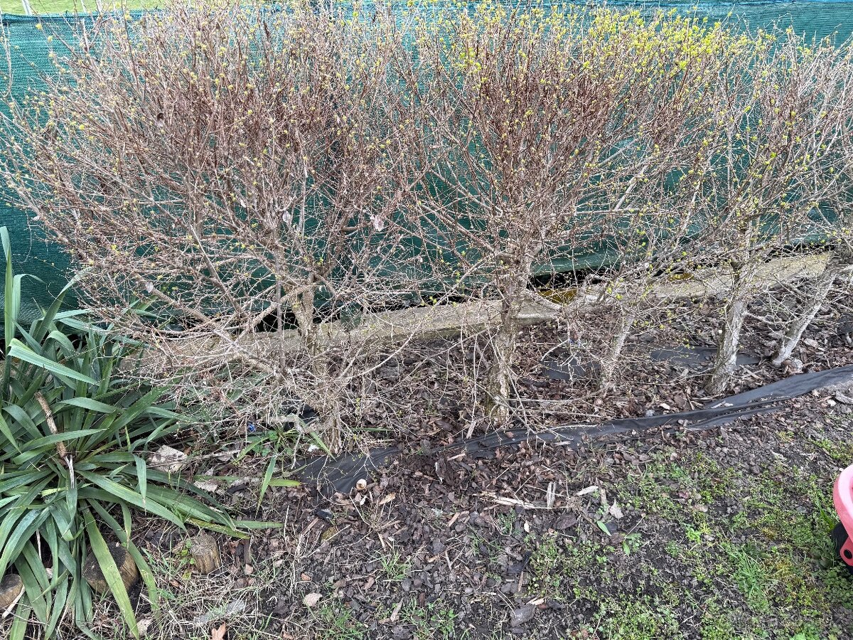 Jilm sibiřský, kouzelný plot - 4