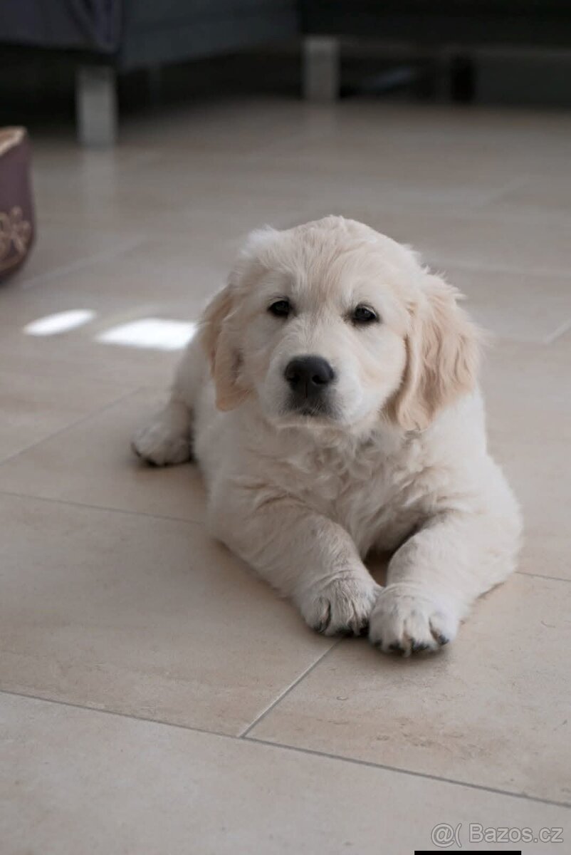 Štěňata zlatého retrívra - 4