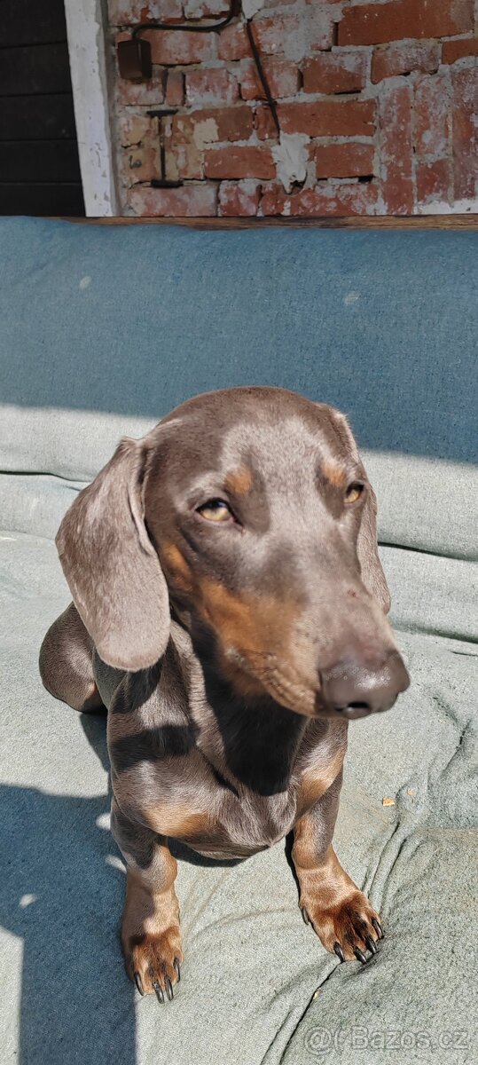 Jezevčík ke krytí - 4