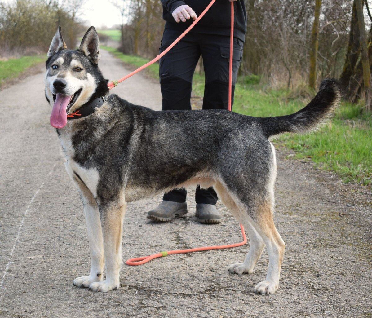 🐾 Rony – oddaný pejsek, který by pro svého člověka snesl i - 4
