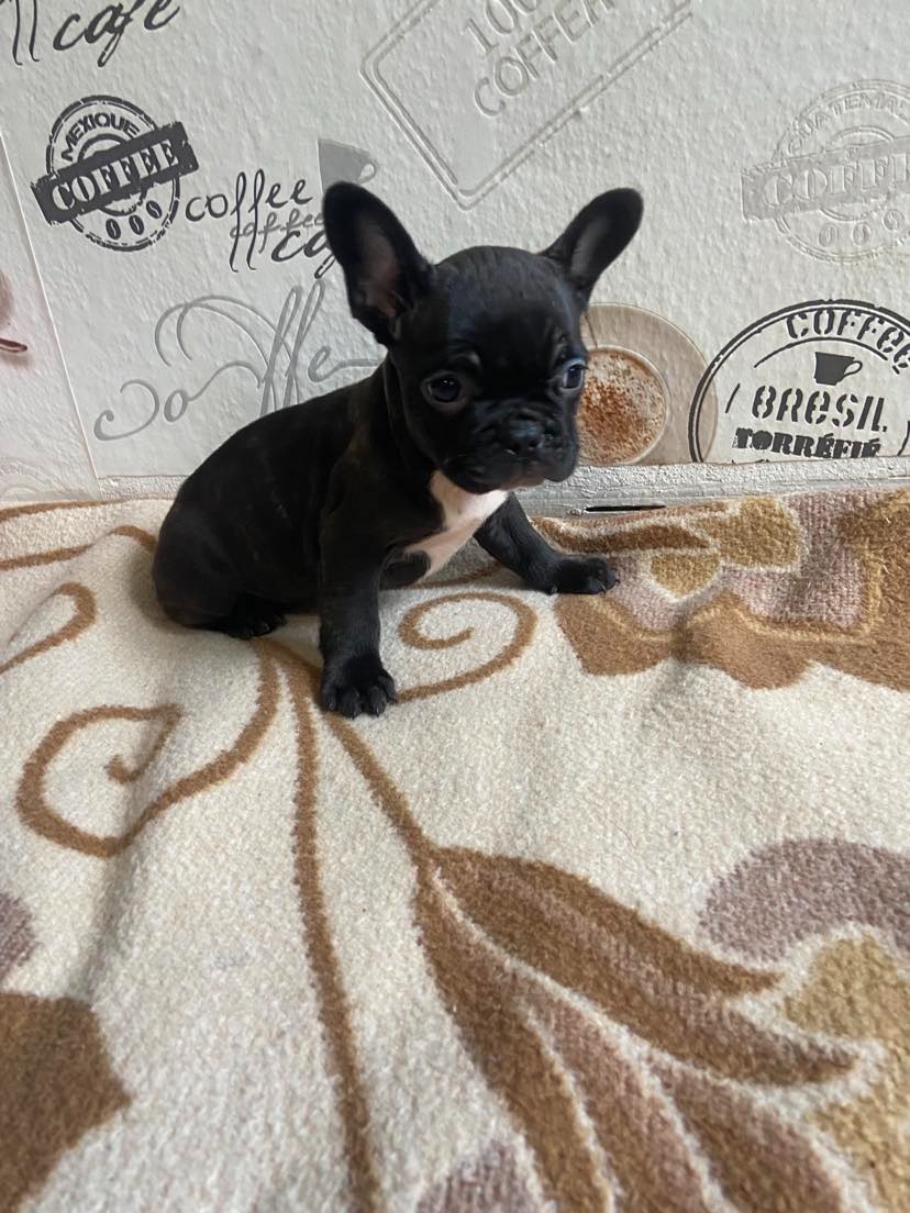 Francouzský buldoček - 4