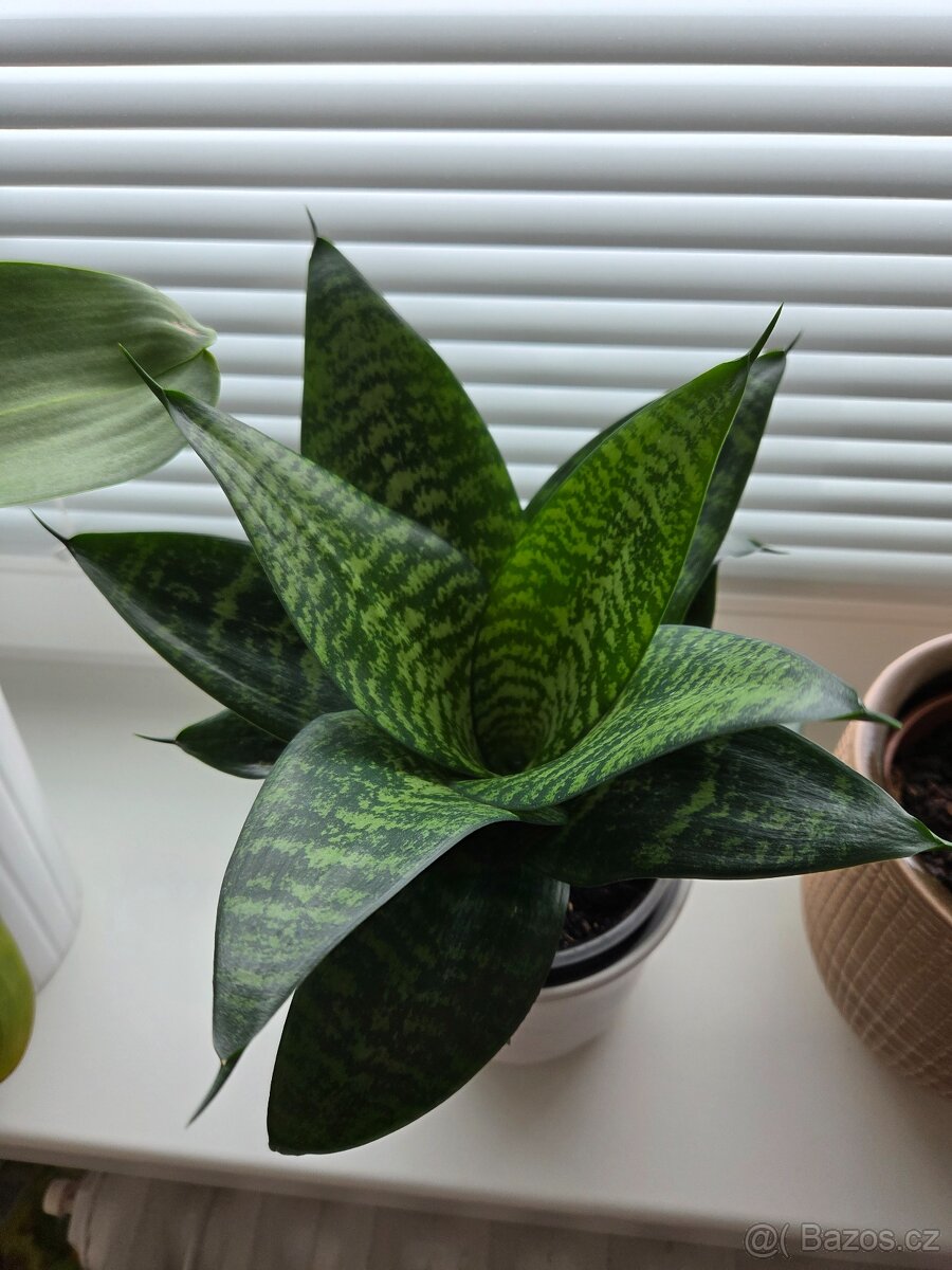 Tchýnin jazyk - kornoutek - 4