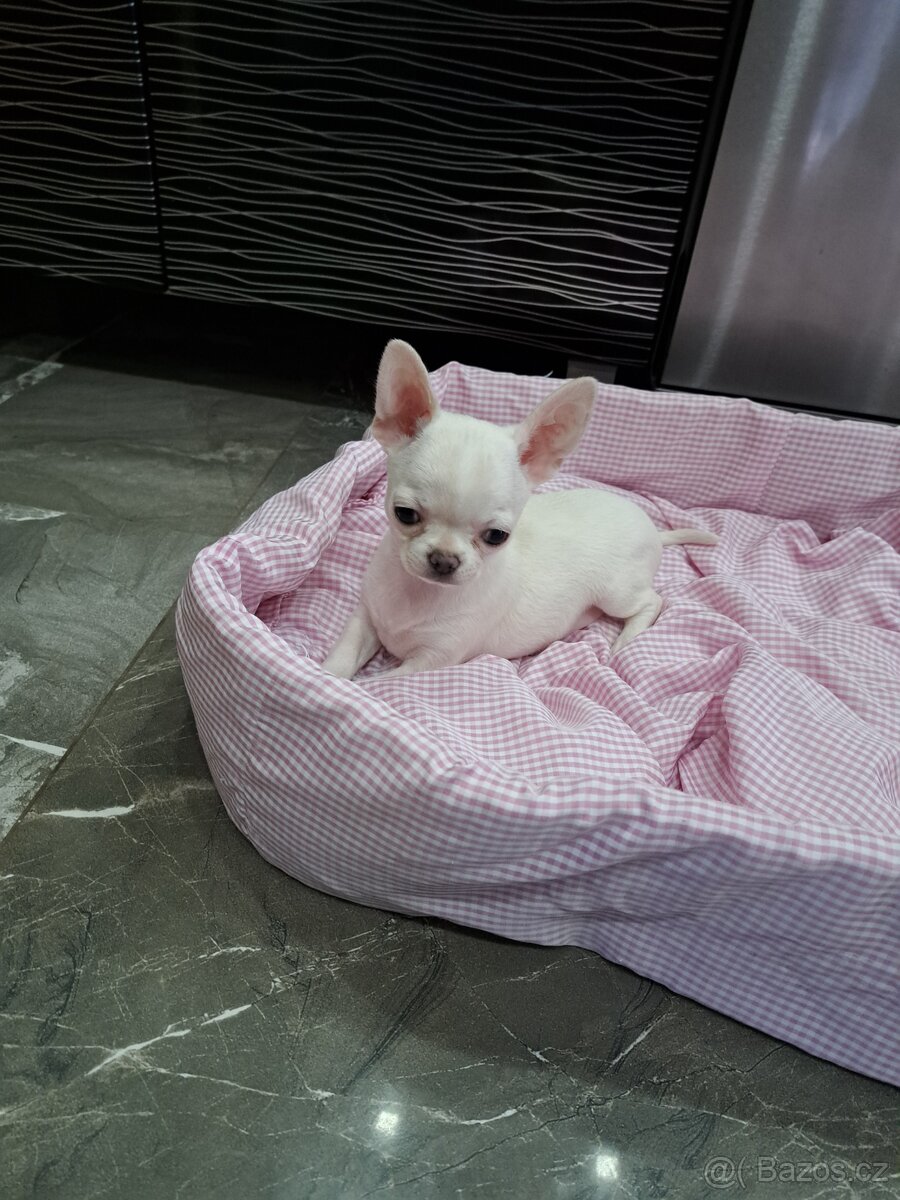 Čivava štěňátka fenečky - 4