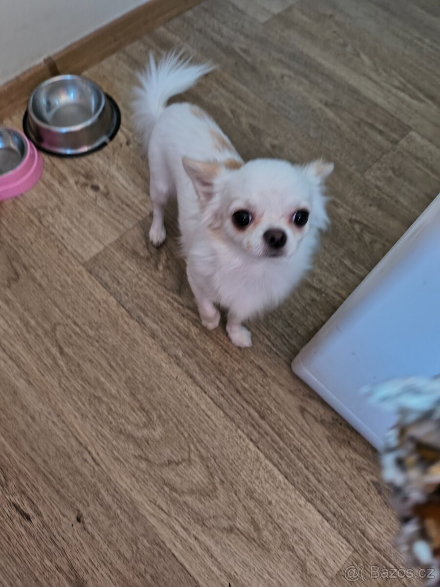 čivava pejsek na krytí s PP - 4