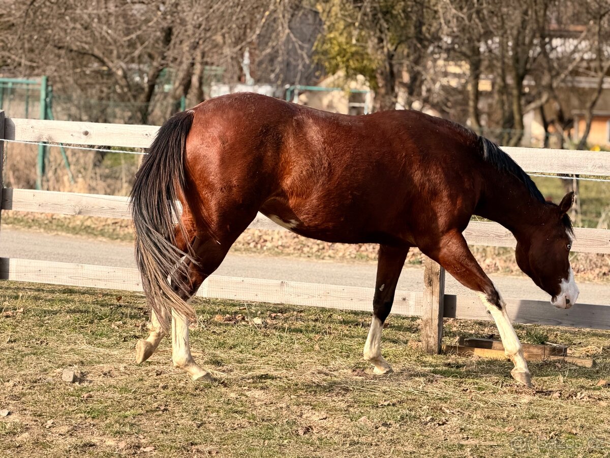 Letos 3leta klisna APH - 4