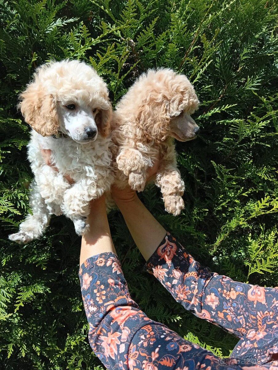 Trpasličí pudl - 4