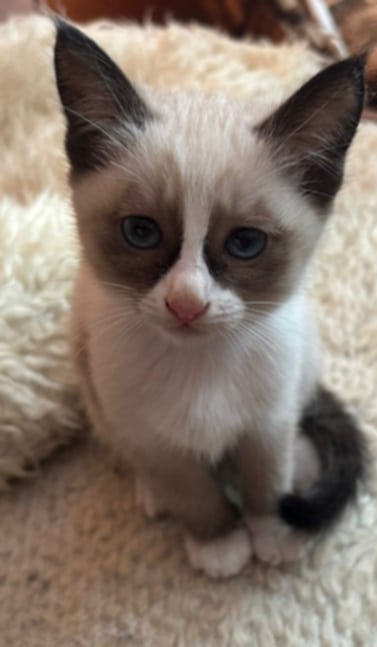 Thajsko-siamské kotě k prodeji. - 4