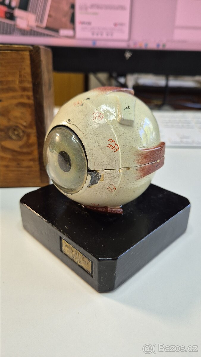 Starožitný model oka, Bock Steger, cca 1880 - 4