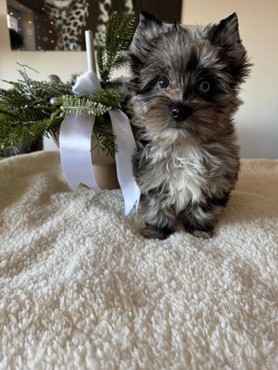 Jorkširský teriér - 4