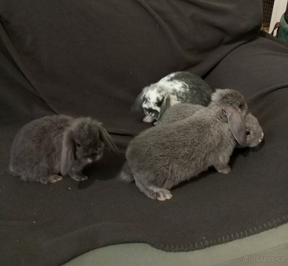 Zakrslý beránek králíček - 4