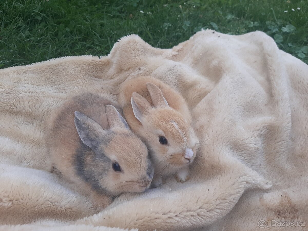 Nabizim kralicky - 4