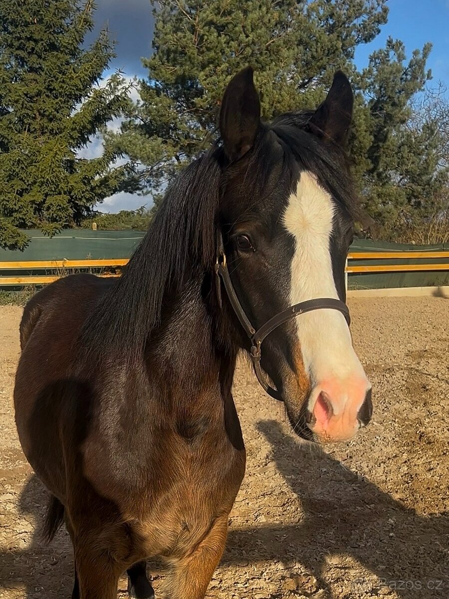 Urostlý téměř dvouletý valach - 4