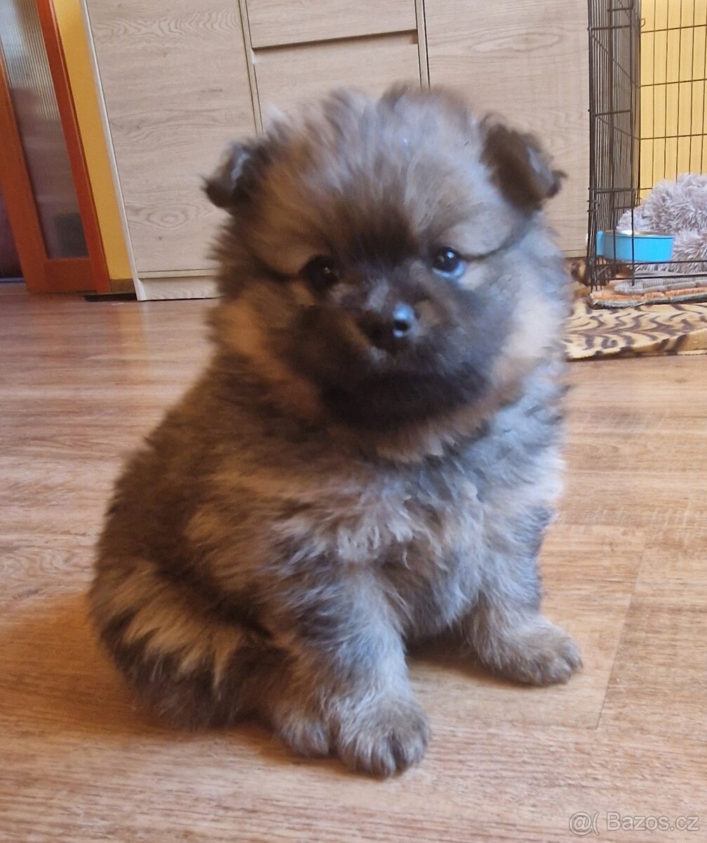 Německý špic malý s PP - 4