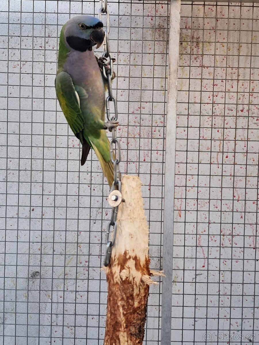 Alexandr čínský - 4