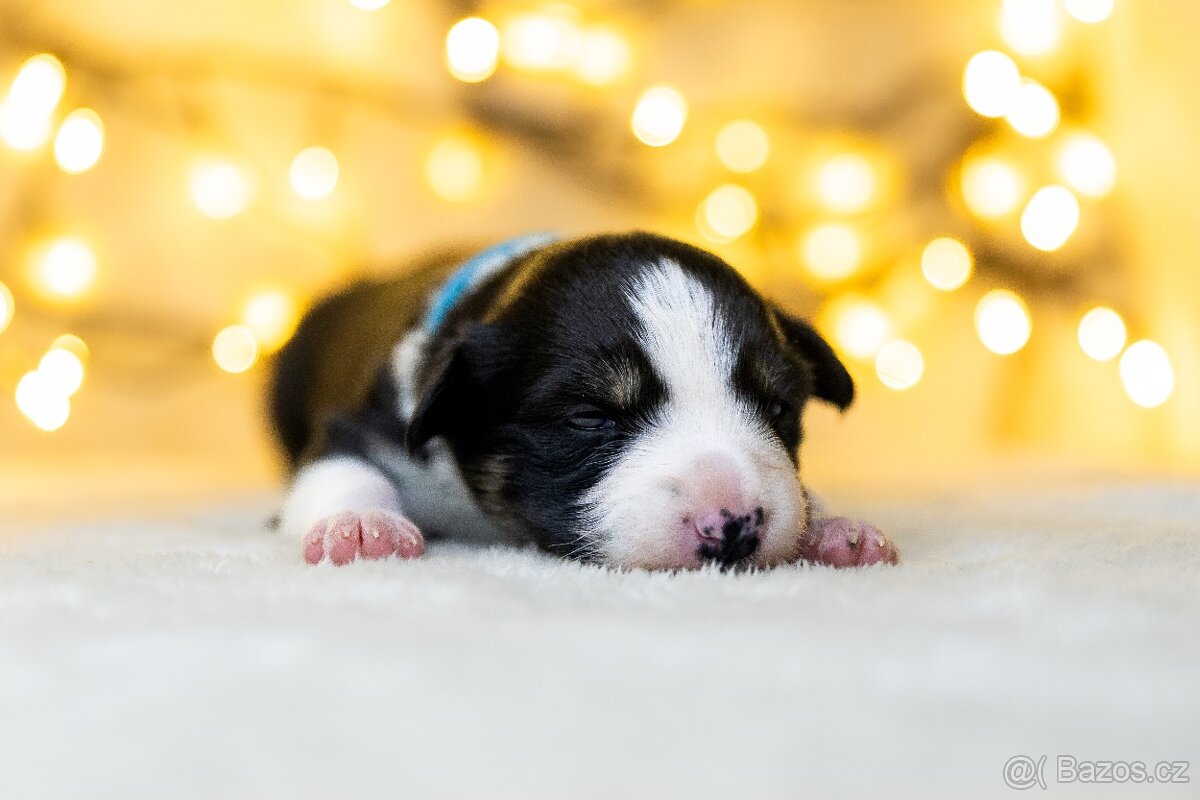 Štěňata border kolie s PP - 4