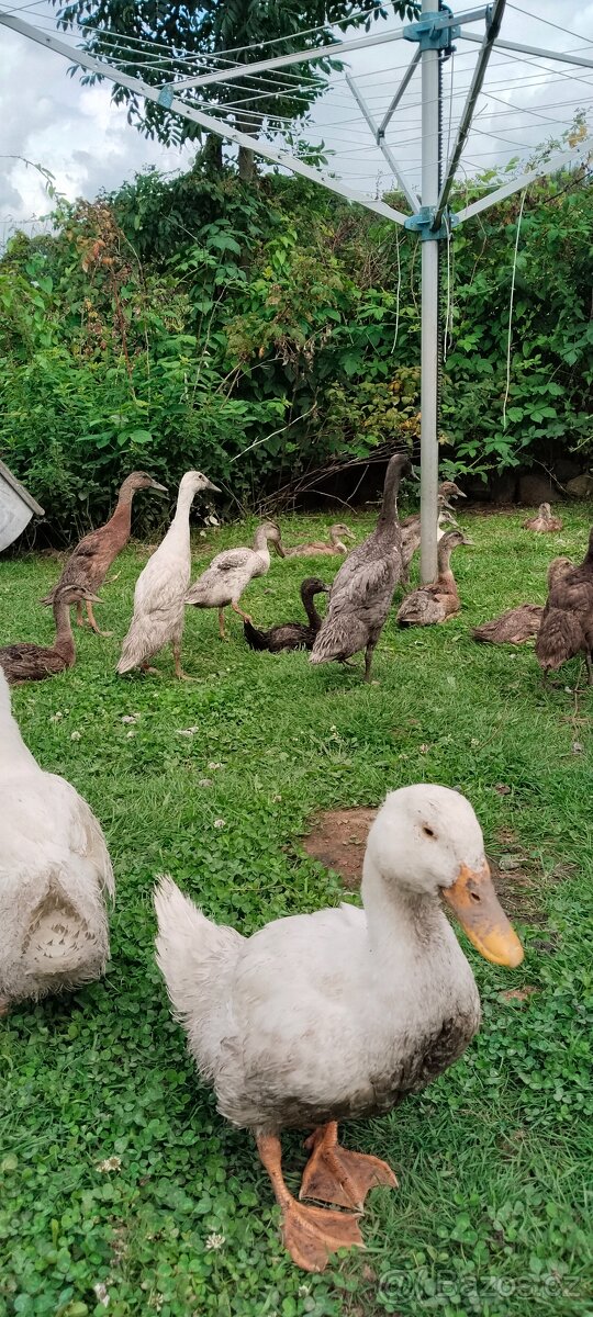 Indický běžec - 4