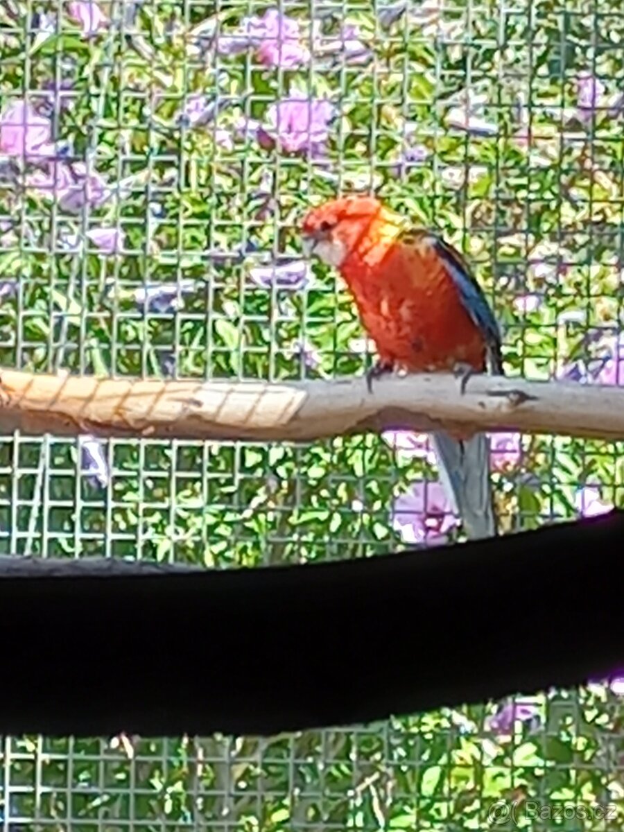 Rosela pestrá červená - 4