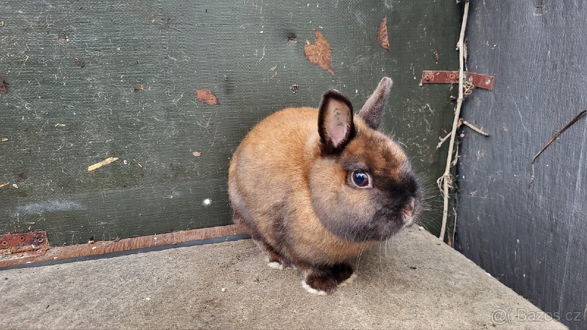 Zakrslý durynský saténový králík - 4