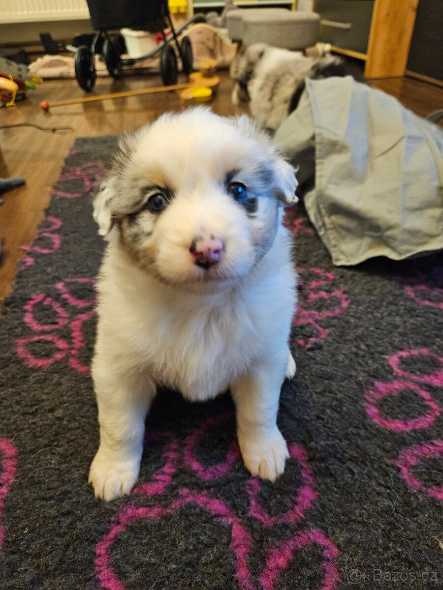 Australský ovčák s PP - 4