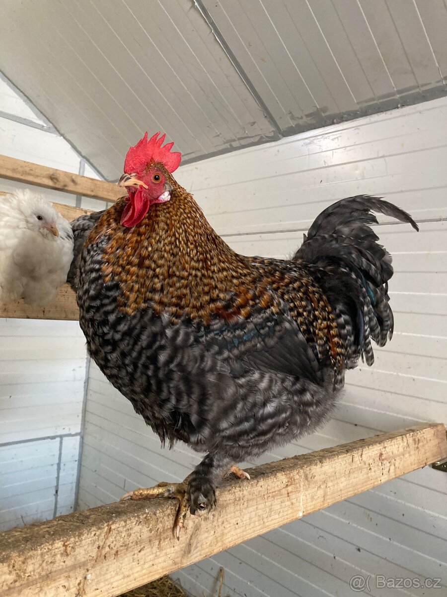 Prodám kohouta - 4