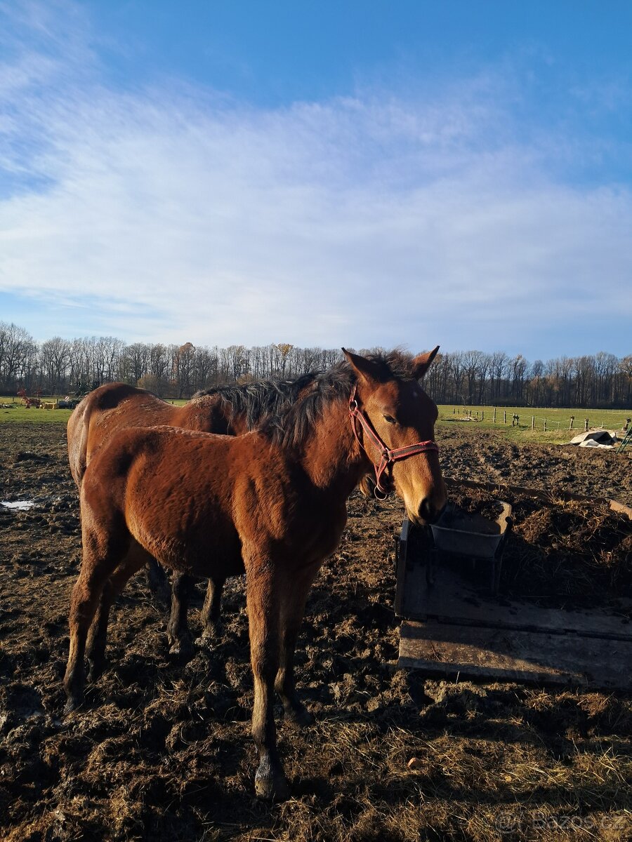 Hříbata Slezský Norik Hřebec - 4