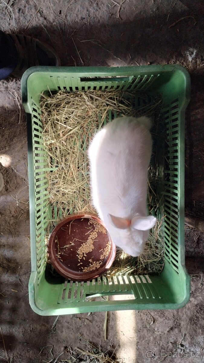 Samec celý bílý Velky - 4