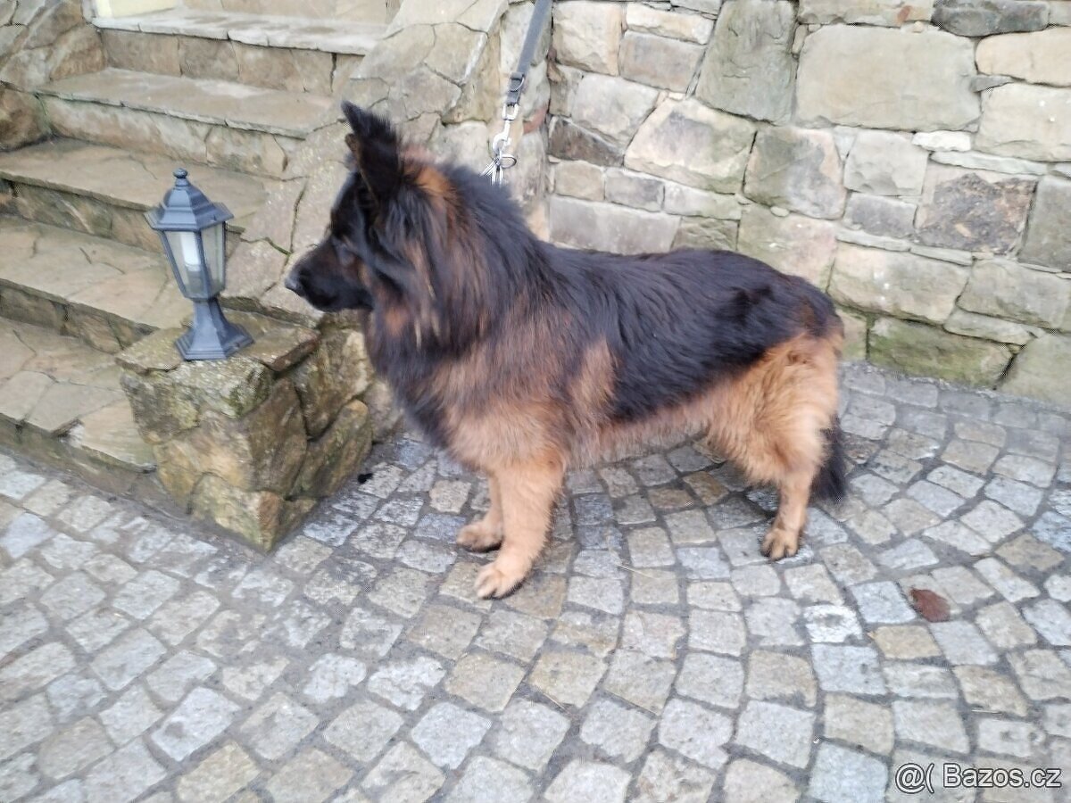 Německý ovčák dlouhosrstý -krytí - 4