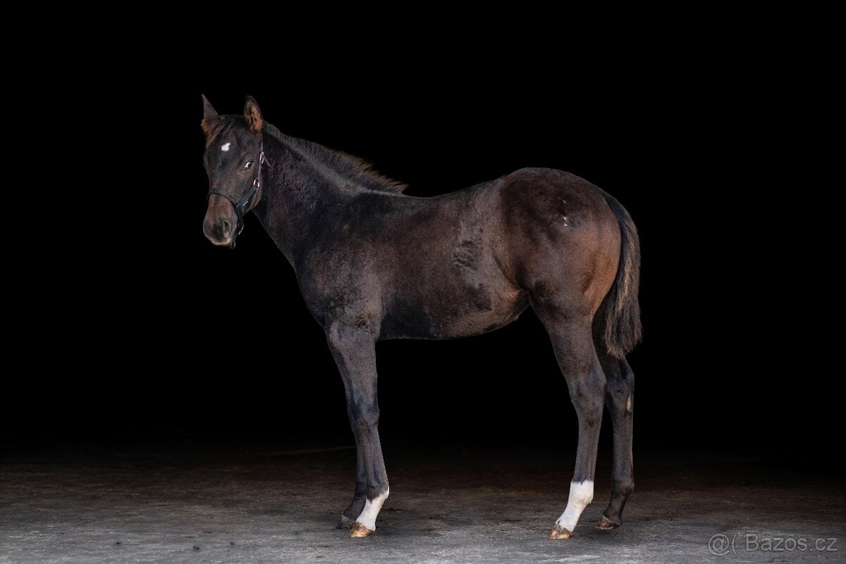 Appalossa klisna - 4