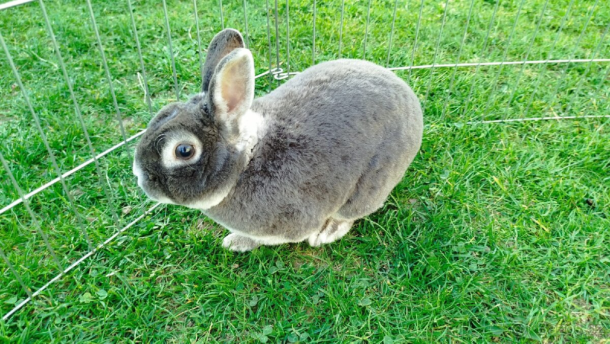 Zakrslý králík rex - 4