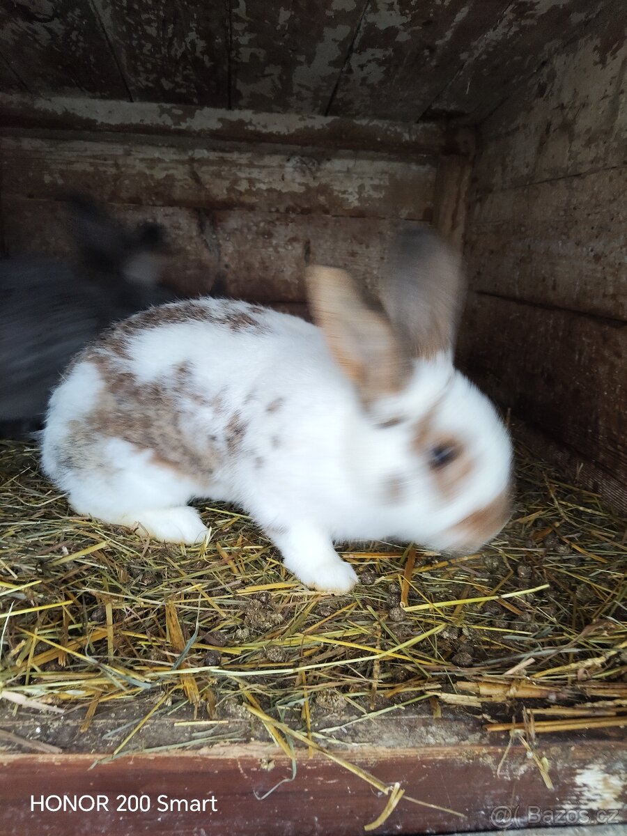 Králíci - 4