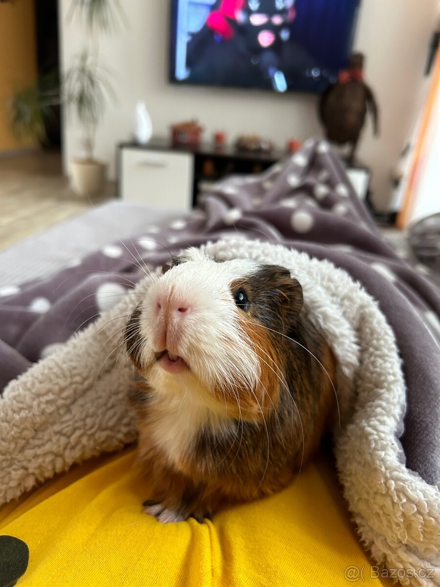 Morčátka - kluk a holka s kompletním vybavením - 4