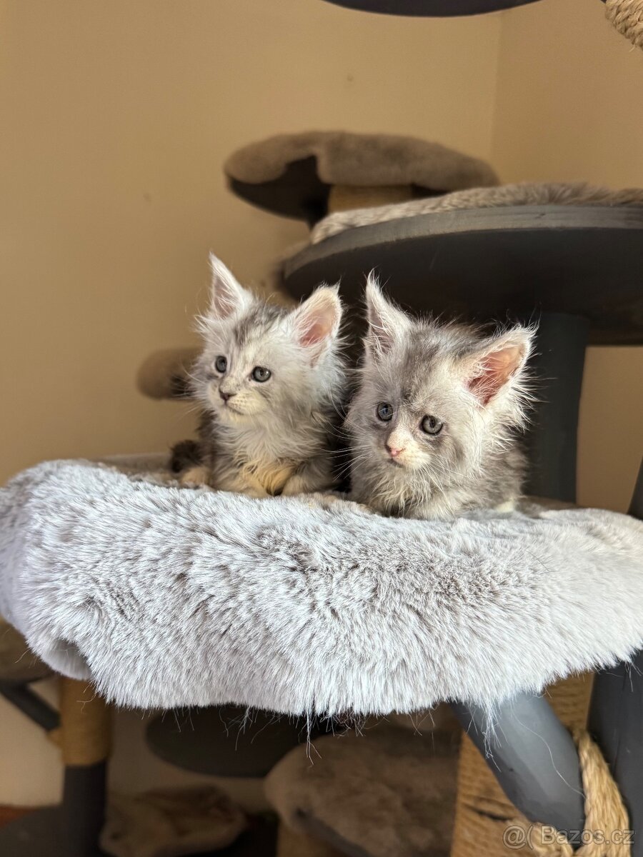 Mainská mývalí koťátka s PP - 4