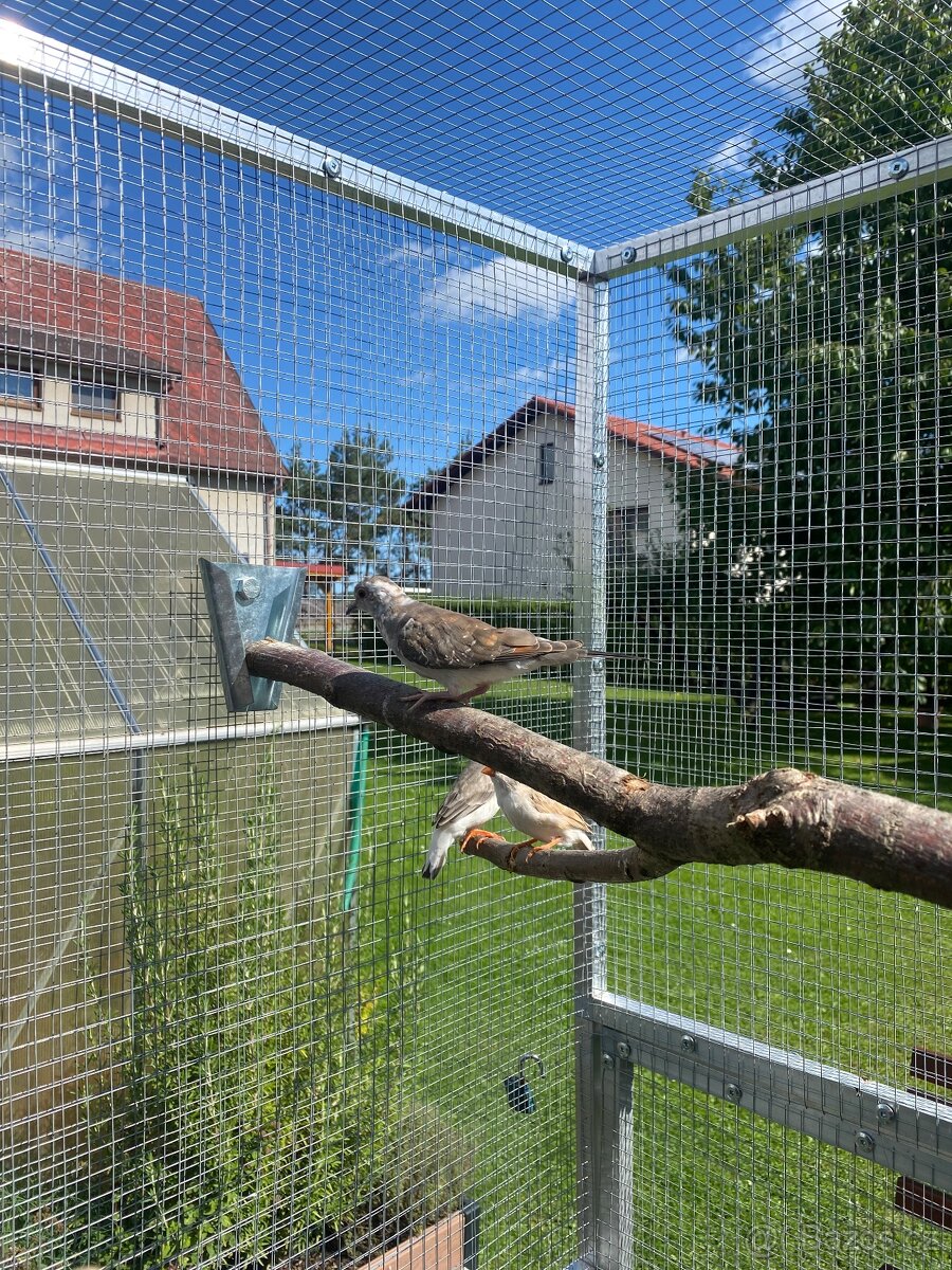 Holoubek diamantový - 4