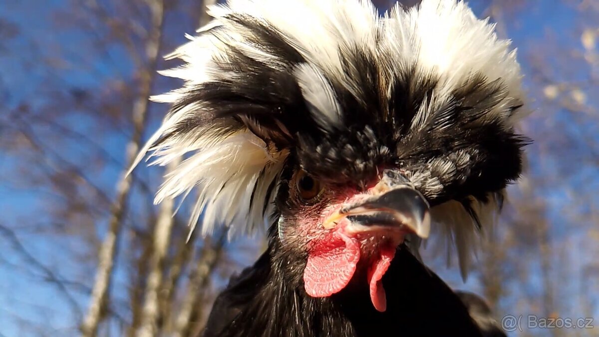 Holandská chocholatá slepice - 4