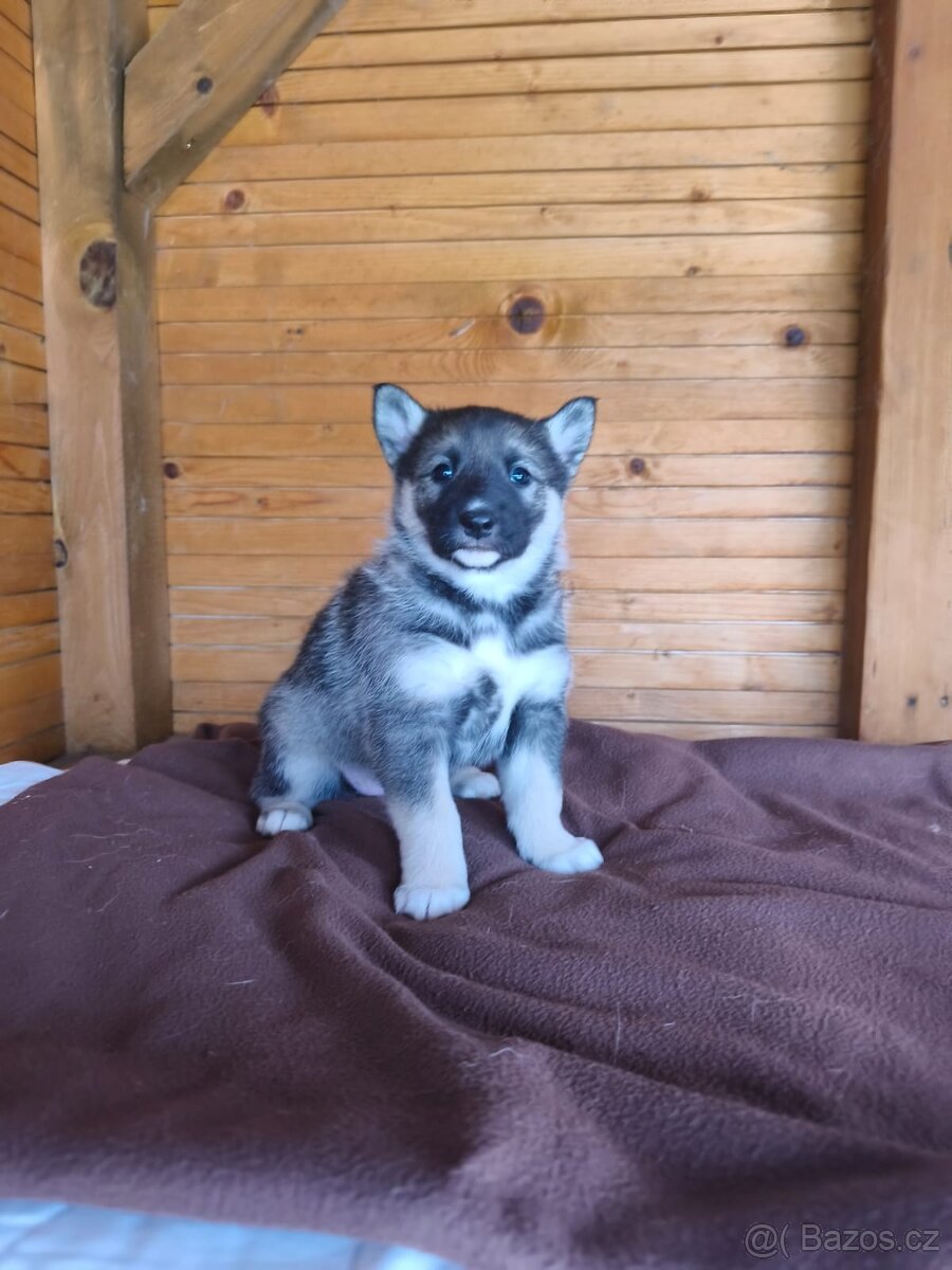 Západosibiřská lajka - 4