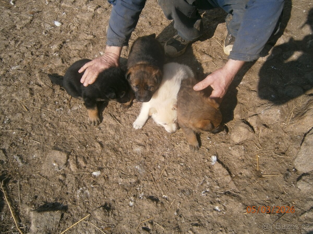 Štěňata německého ovčáka bez PP. - 4