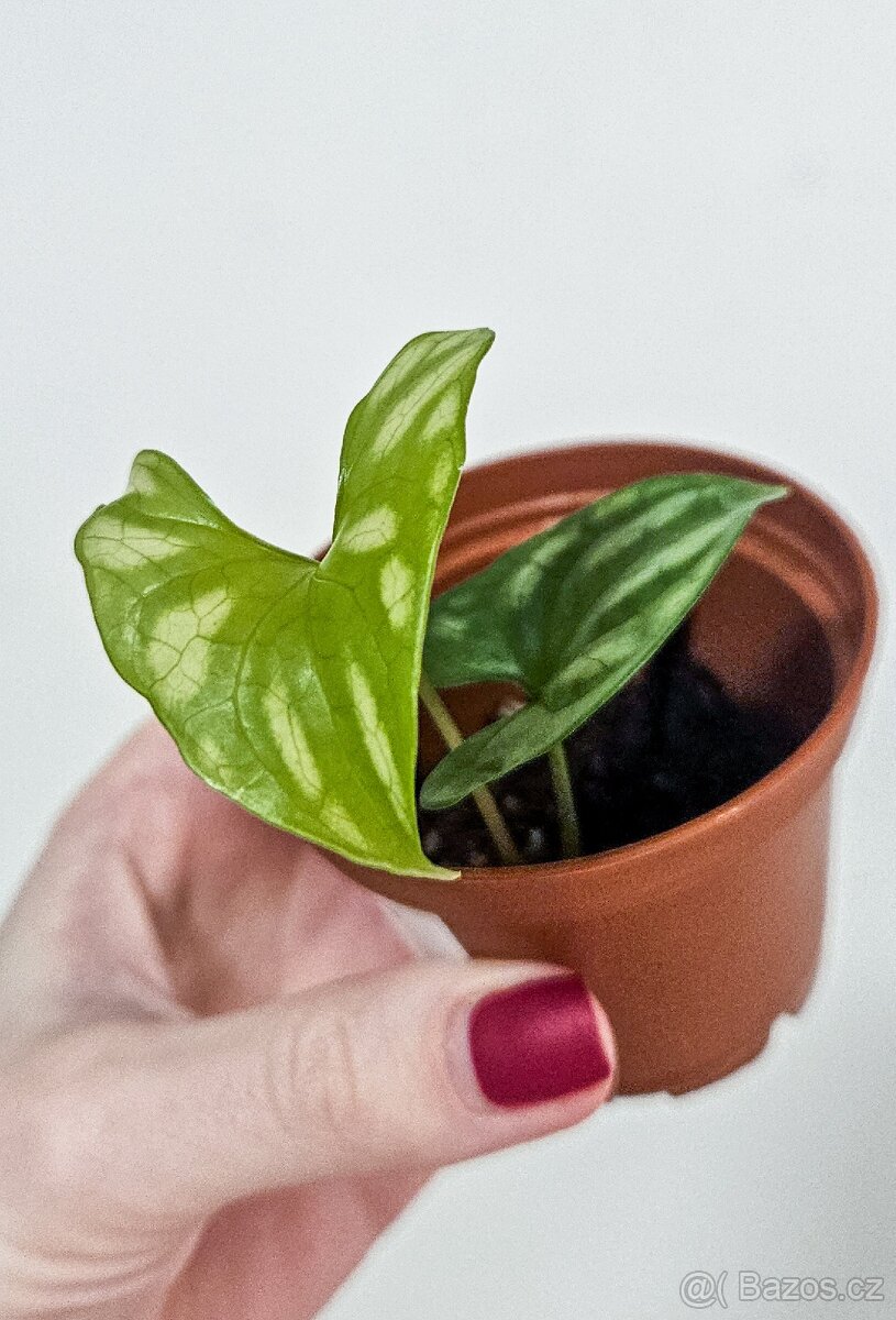 Cercestis Mirabilis raritka - 4