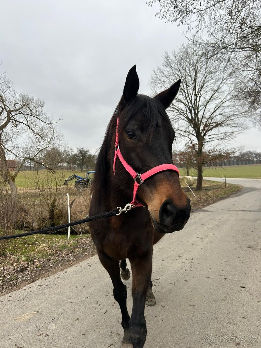 Prodám 5 letou klisnu - 4