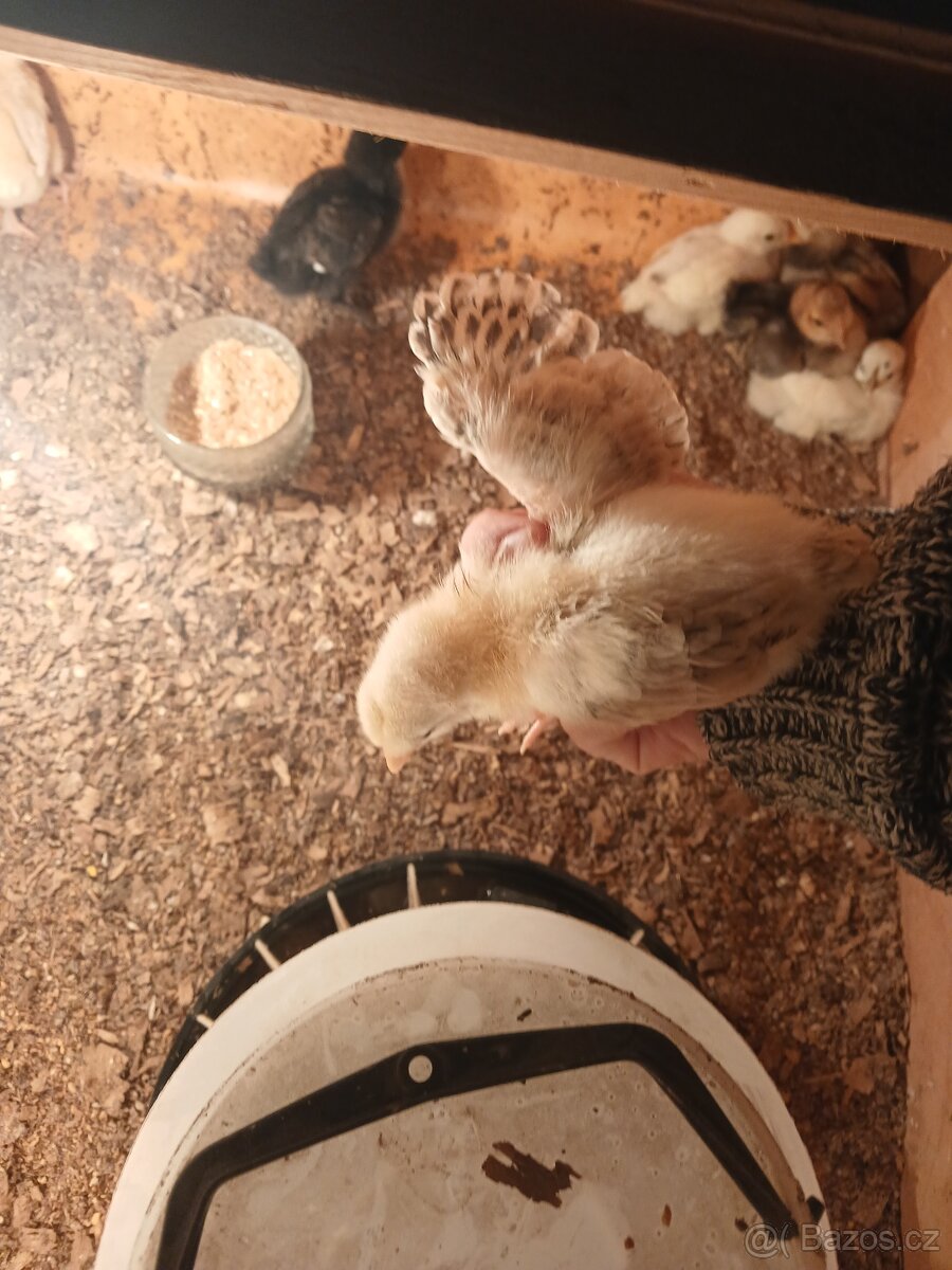 Kuřata mix - 4