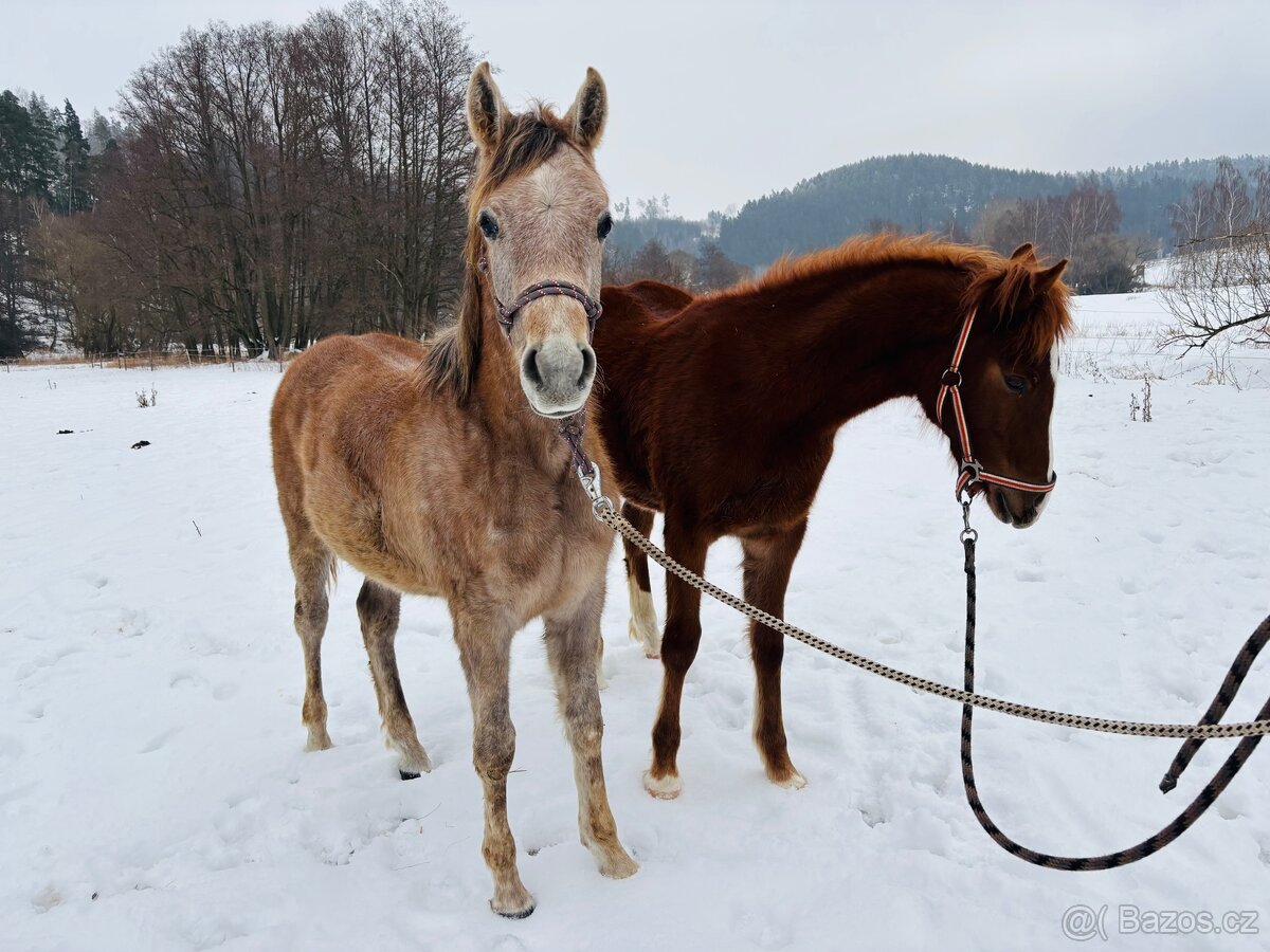 Arabský plnokrevník - 4