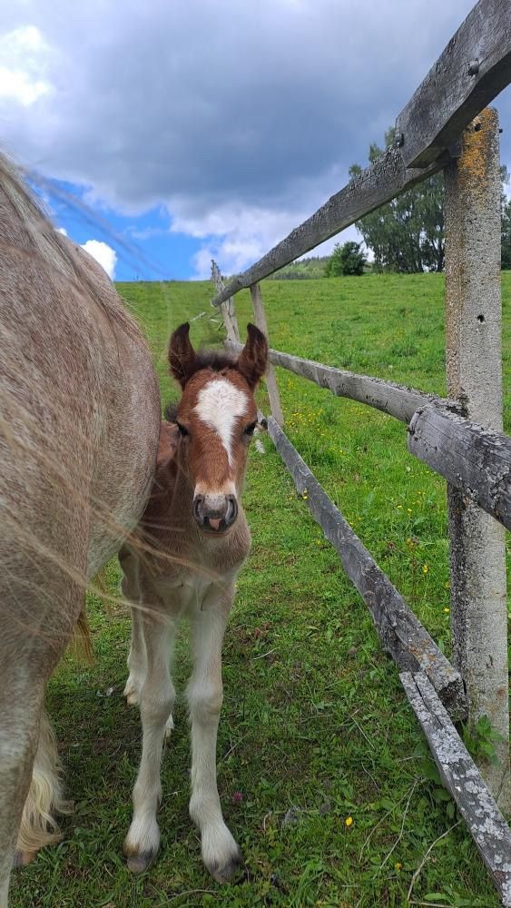 Klisna irský cob 1.rok - 4