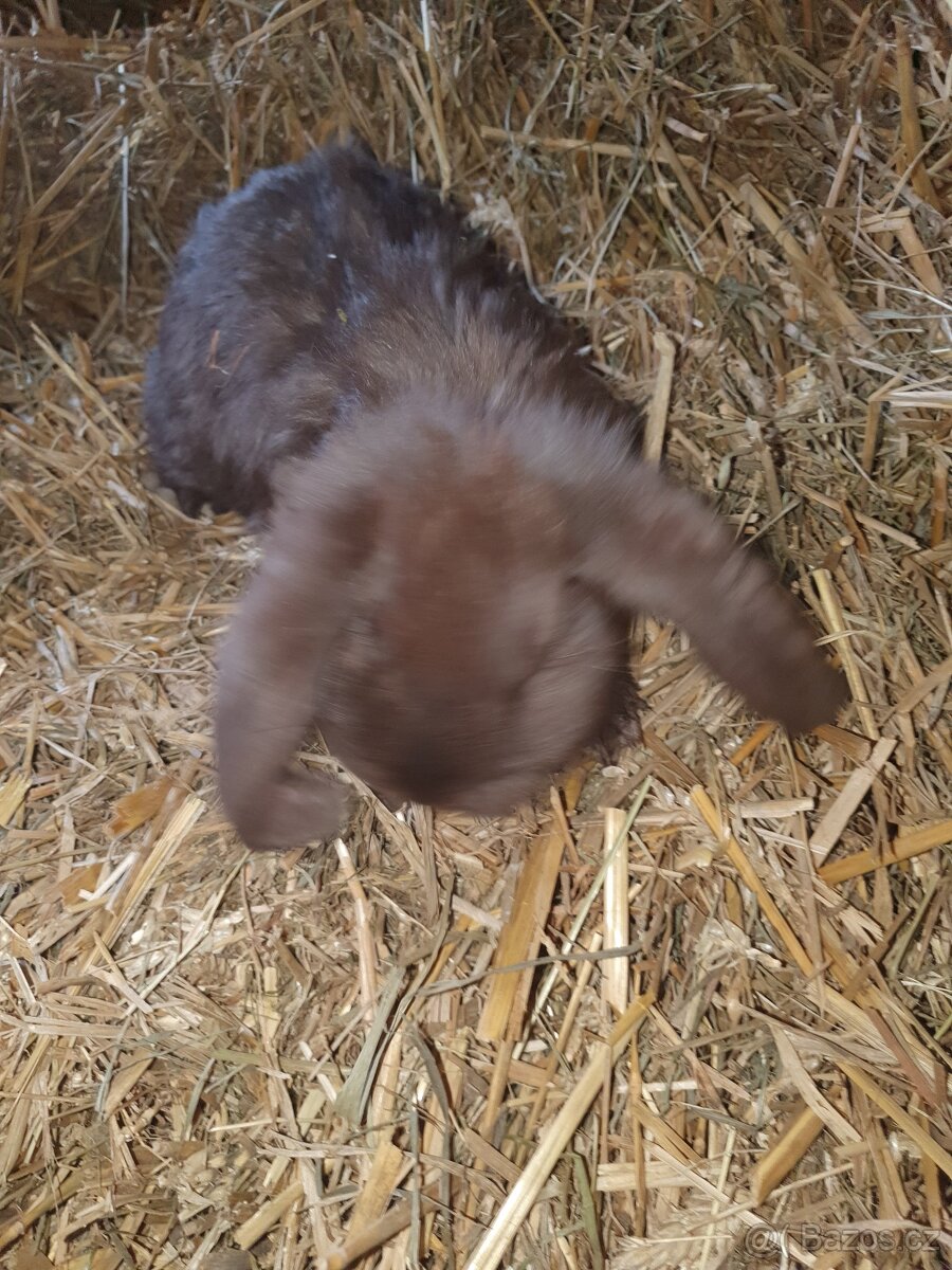 Francouzský beran - 4