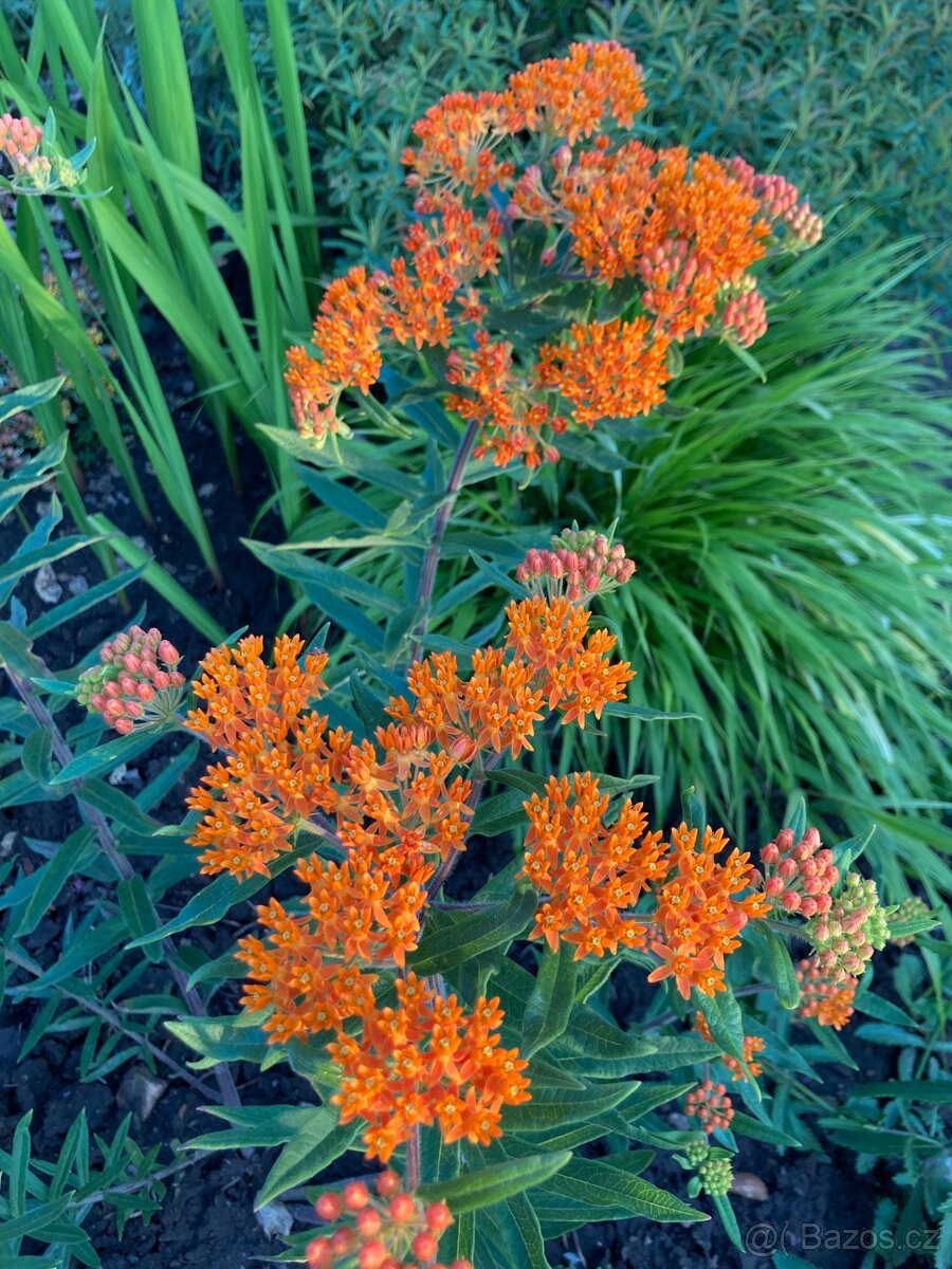 Trvalky (Klejicha - semena) - 4