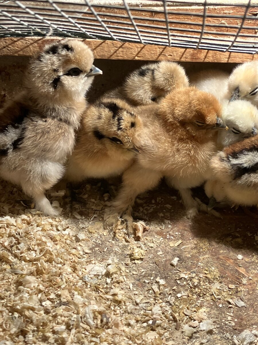 Hedvabnicka velka vousata - 4