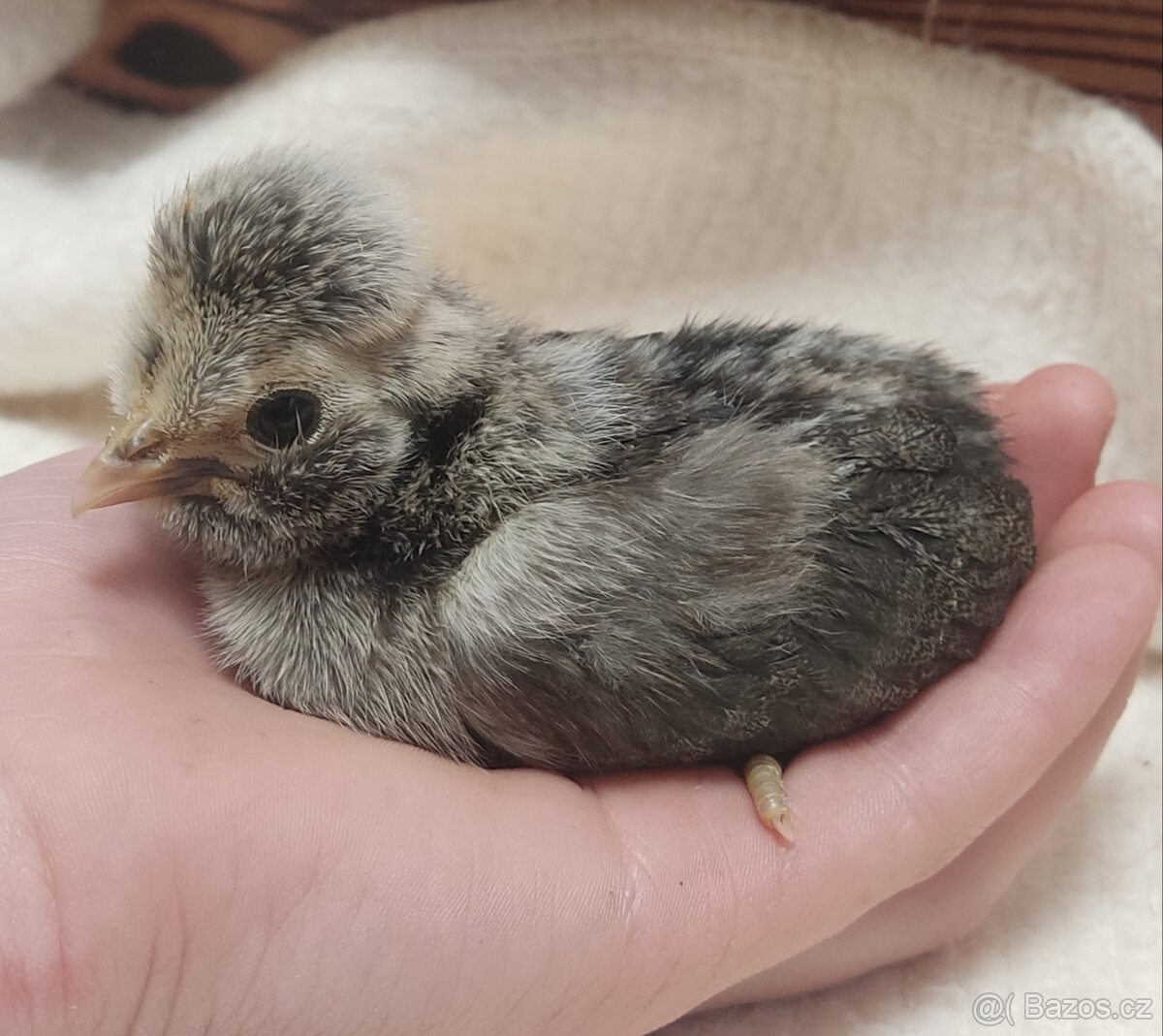 Paduánka kuřata - 4